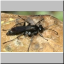 Anoplius nigerrimus - Wegwespe w03c 11mm OS-Piesberg-det.jpg